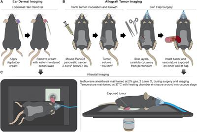 Intravital Metabolic Autofluorescence Imaging Captures Macrophage Heterogeneity Across Normal and Cancerous Tissue